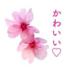 Cherry Blossoms(Japanese)