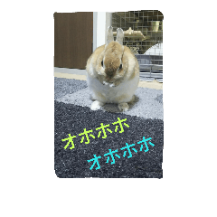 rabbittalk