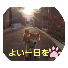 shiba_20210404231523