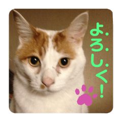 I love neko_20210404235319