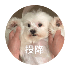 三小狗日常