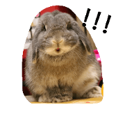 rabbit non