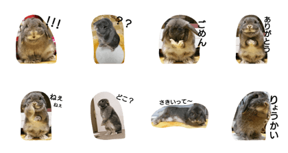 rabbit non