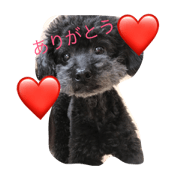 marimoko