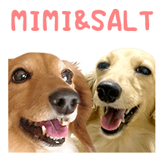 MIMI & SALT