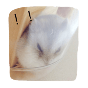 sorutohamu