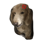 animallife