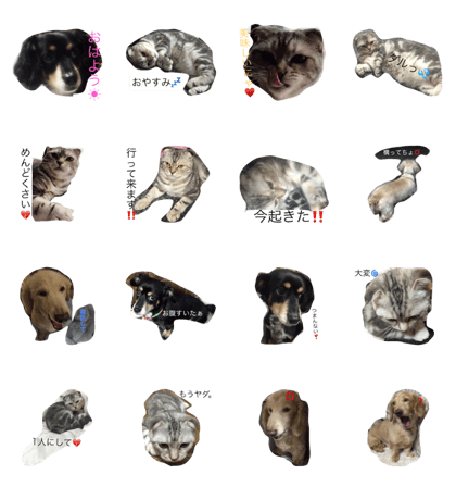 animallife