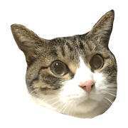 Fortune cat.His name is Leo.