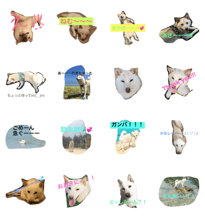 ShiroshibaShiro1