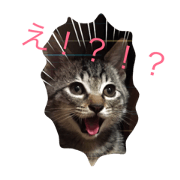 cat stamp... ponzu