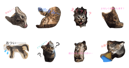 cat stamp... ponzu