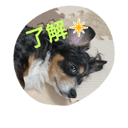 cute dog Wakku!