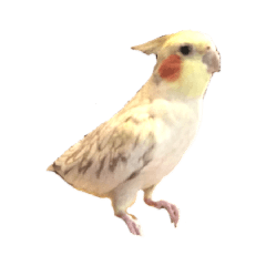 Pipiki the Cockatiel