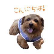 NorfolkTerrierSticker