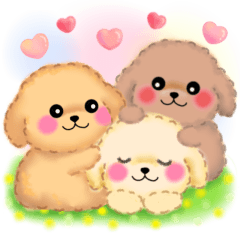 pretty toy poodles every day