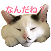 miaomiaomiao