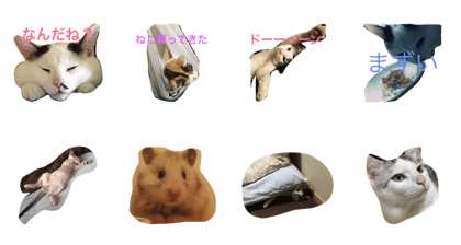 miaomiaomiao