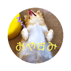 BIGchihuahua