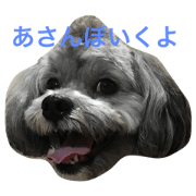 shihpoo tono love