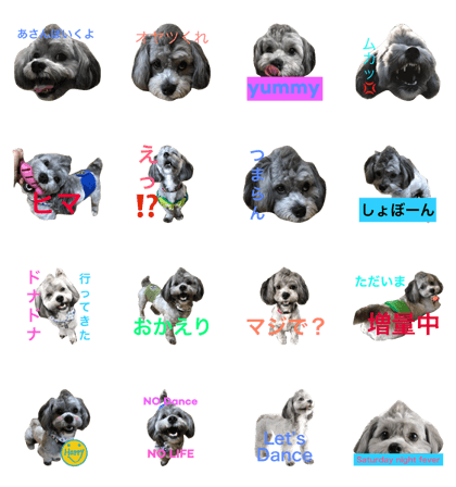 shihpoo tono love