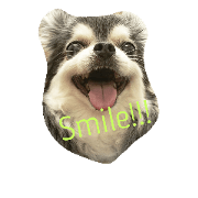 Smiledogs