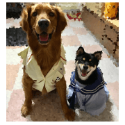 Doggie Alliance 5&7