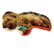 kotaroustp