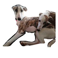 whippet the dog