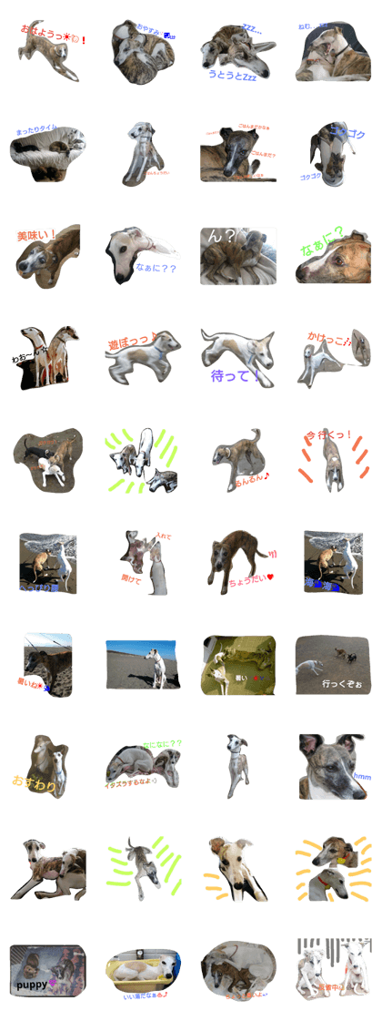 whippet the dog