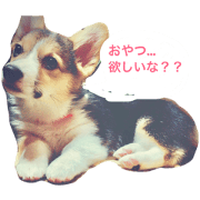 Corgi Kaechan