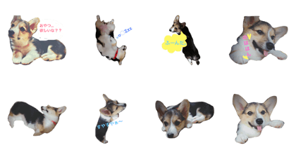 Corgi Kaechan