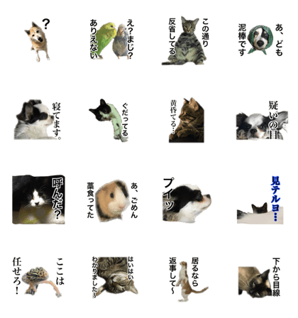 my pet family