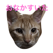 love cat cat sticker