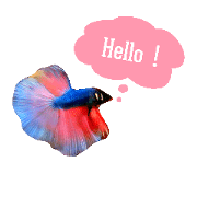 Betta Family