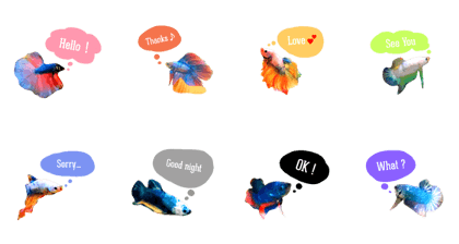 Betta Family