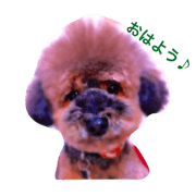dog   good moning