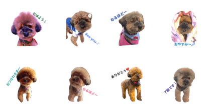 dog   good moning
