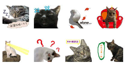 Nine cats +2