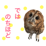 I 'm tawny owl,Rio.