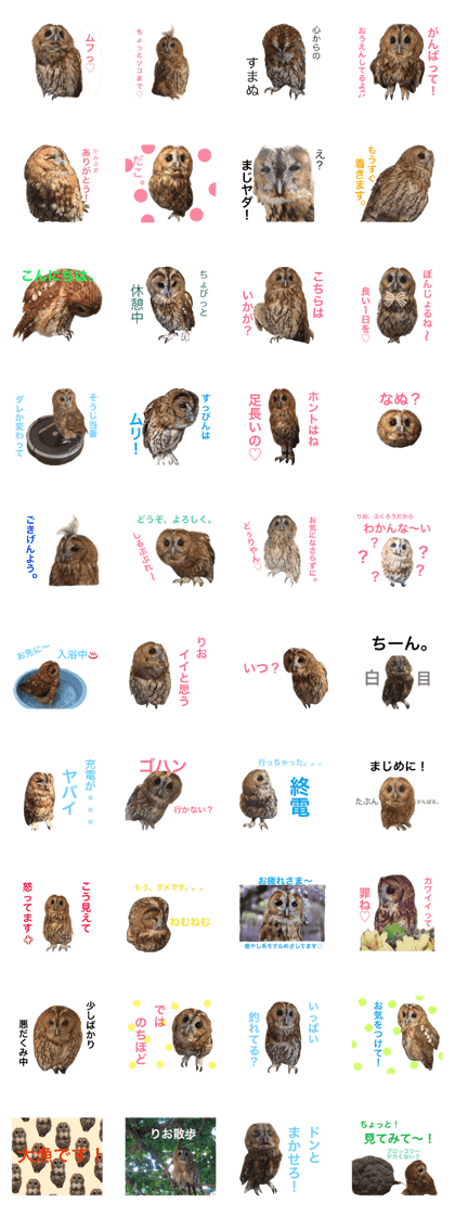 I 'm tawny owl,Rio.