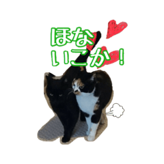 大阪・さくら猫