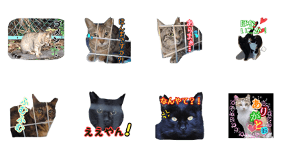 Osaka cherry tree cat