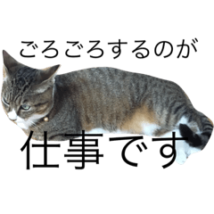 片足猫。ねこにゃん。ネギ。ニャン太郎。