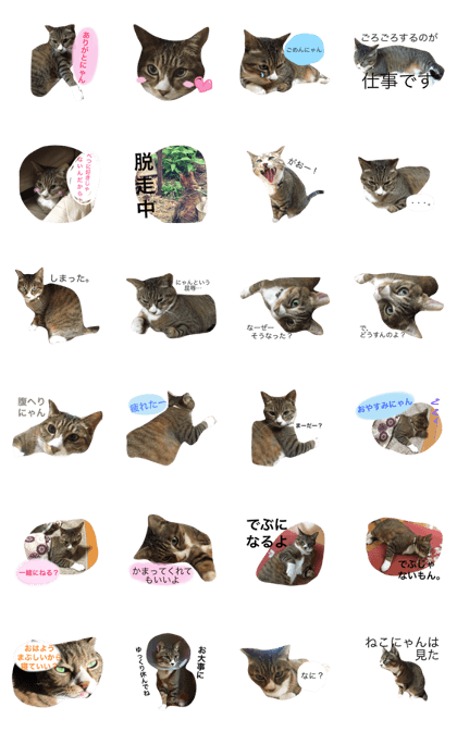 One leg cat. nekonyan.negi.nyantaro.