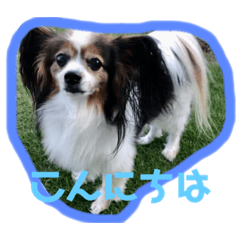 kawaiihachikun