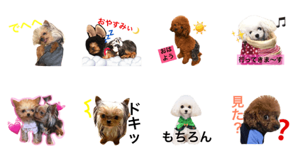 shiratama family