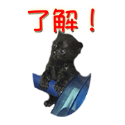 Cat&Dog Live action Sticker