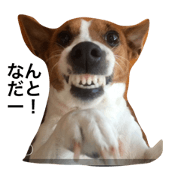 Pleasant our dog 1