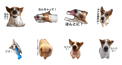 Pleasant our dog 1